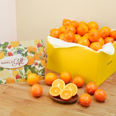 Minneola & High Brix Navel Orange Deluxe [30pcs]