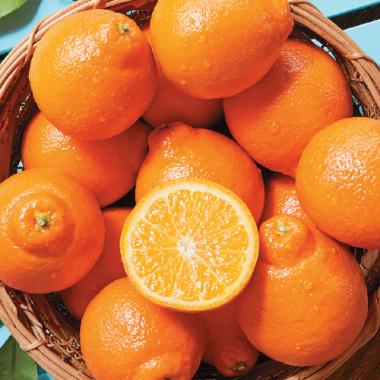 Minneola [13pcs]