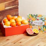 Orange & Grapefruit [10pcs]