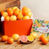 Orange & Grapefruit [24pcs]