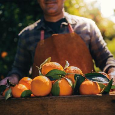 Premium Orange from Australia［L72pcs］