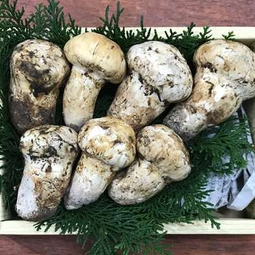 【Wooden Box】Superb Matsutake [Approx. 0.44lbs]