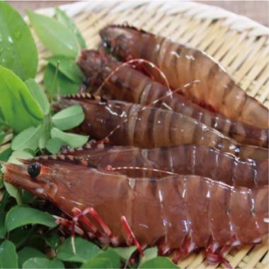 Ashiaka Tiger Prawn